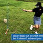 Flirt Pole Toy for Dogs (35 inches)